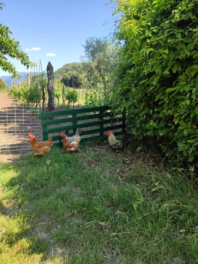 Holiday home Cara House Tuscany - Zona Lucca *